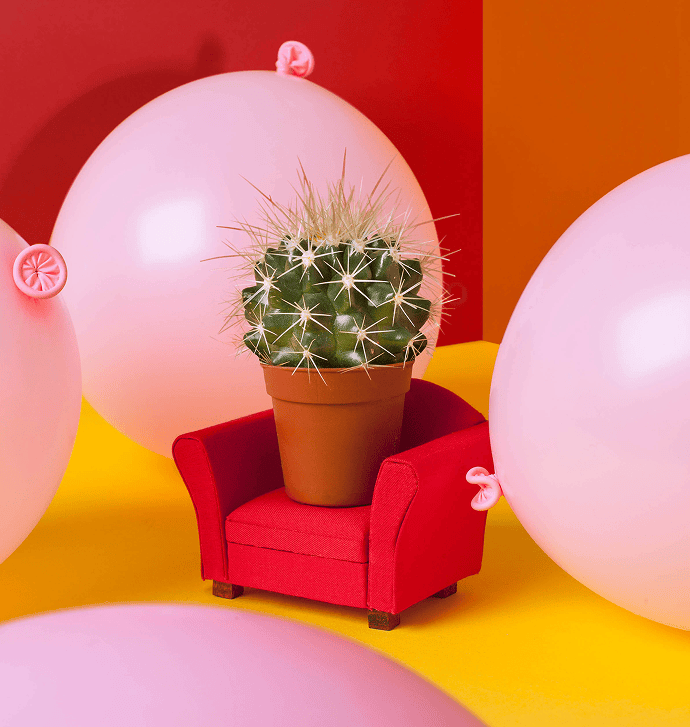 Kaktus auf einem roten Sessel vor buntem Hintergrund